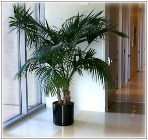 Kentia Palm