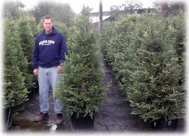 6' Planted Christmas Tree