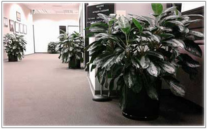 Aglaonema office rental plant image