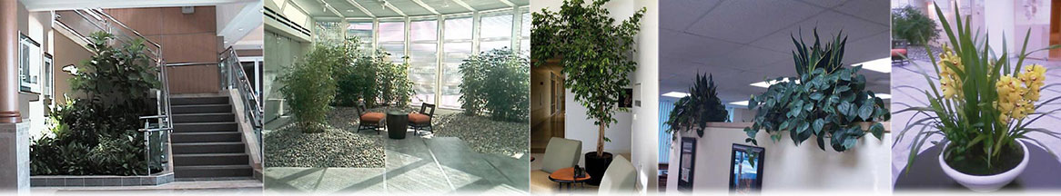 variety plants trees image